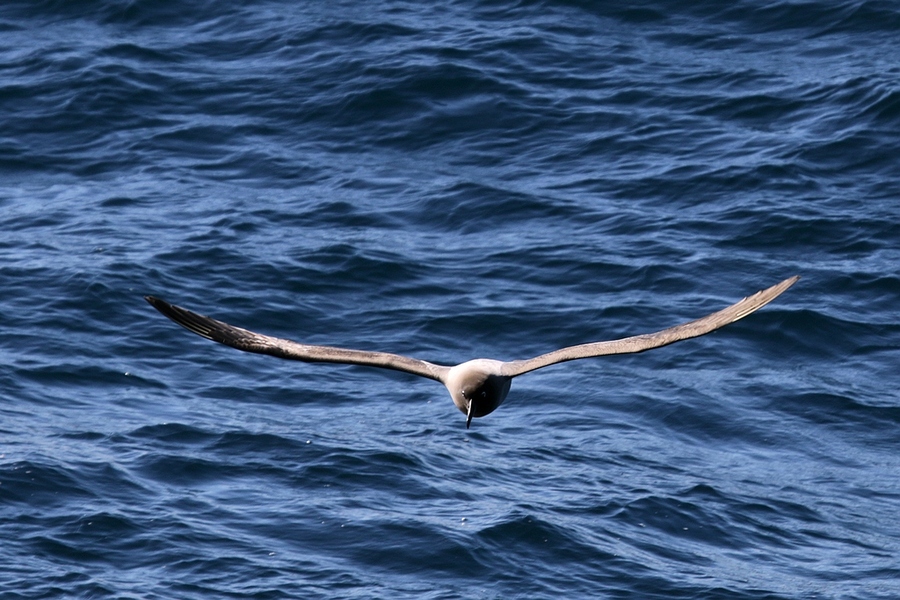 【南极之旅--德雷克海峡上的鸟摄影图片】生活