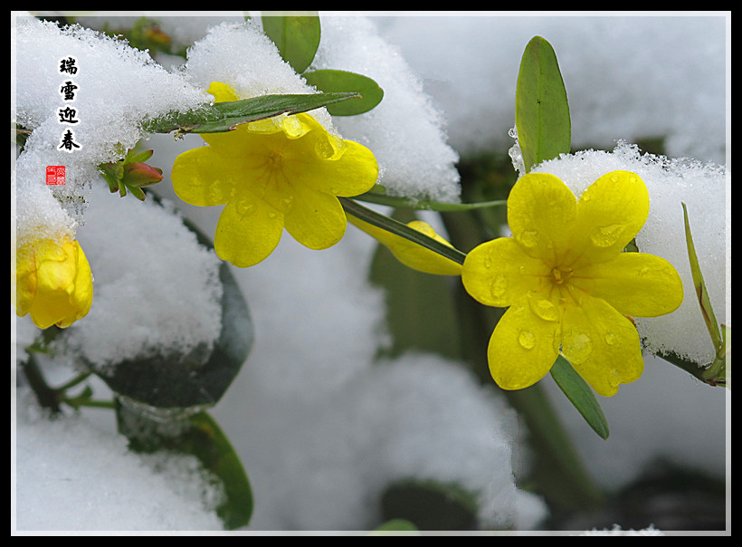 瑞雪迎春