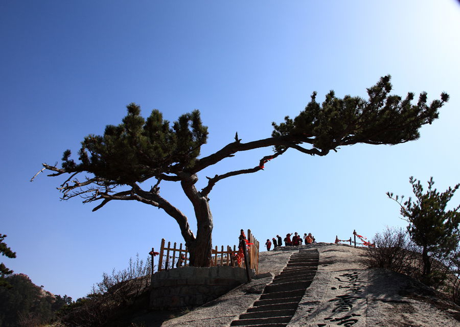 【秀美华山2之青松摄影图片】华山生态摄影