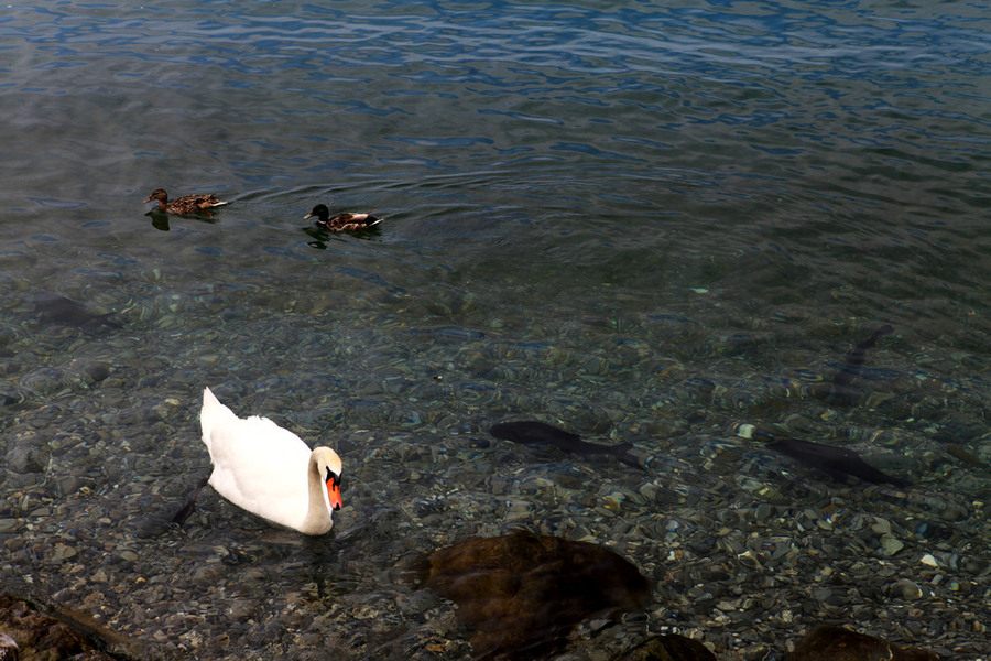 【和谐曲摄影图片】瑞士、德国琉森湖生态摄影