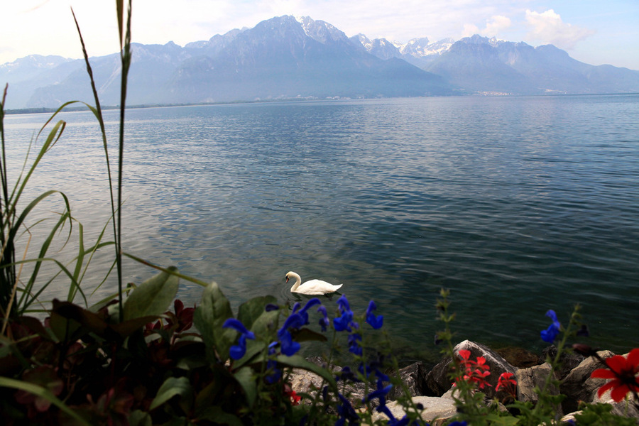【和谐曲摄影图片】瑞士、德国琉森湖生态摄影