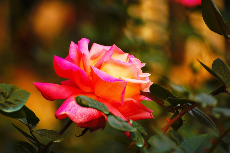 【羞答答的玫瑰静悄悄地开摄影图片】云台花园