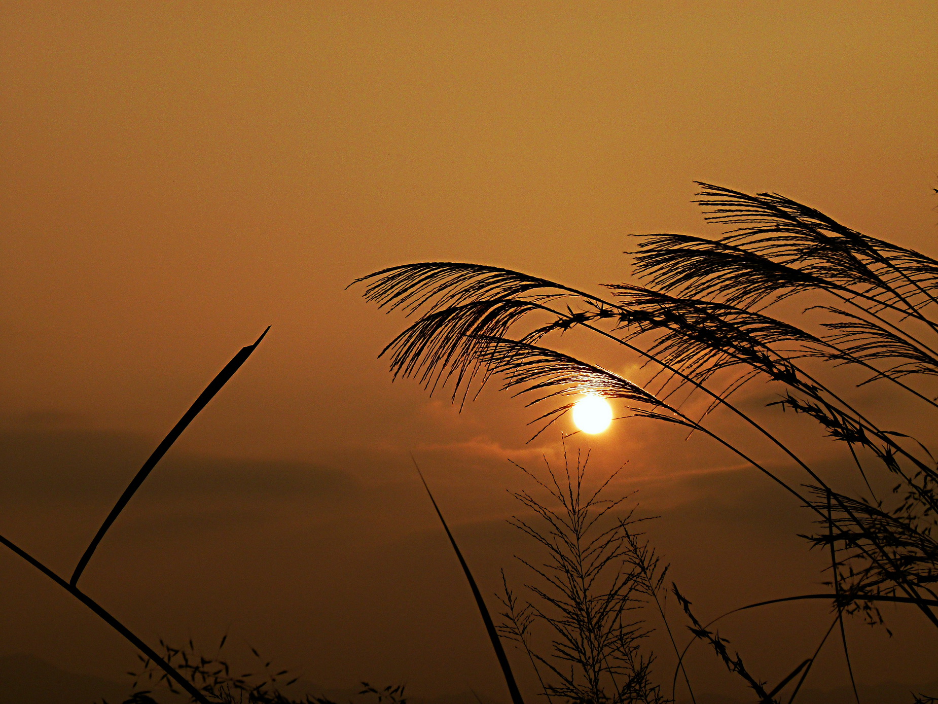 夕阳,芦花