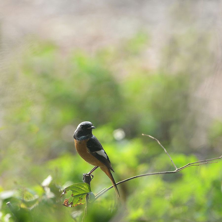 【【我是一只小鸟】摄影图片】树林生态摄影