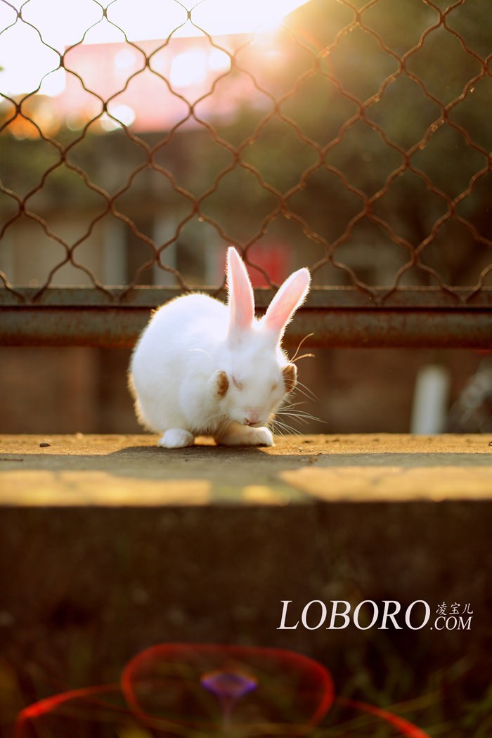 【我不是白富美,我只是一只兔子。宠物摄影作