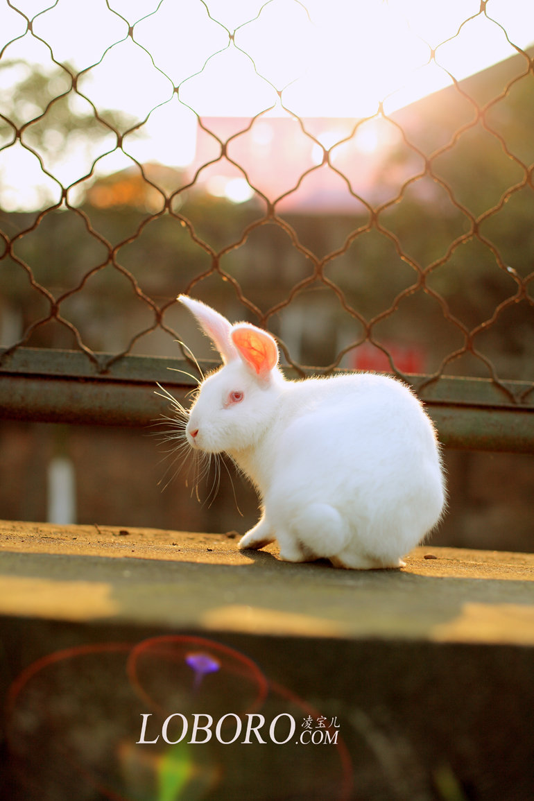 【我不是白富美,我只是一只兔子。宠物摄影作