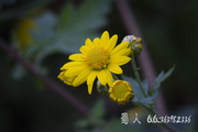 野花137-野菊