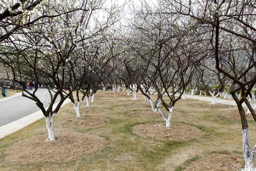 萝岗香雪公园随拍