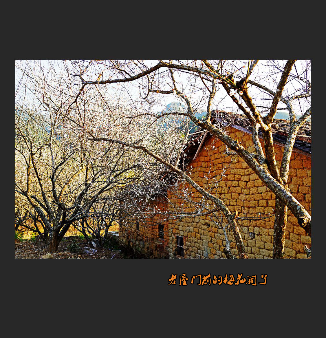 【老屋门前的梅花开了】