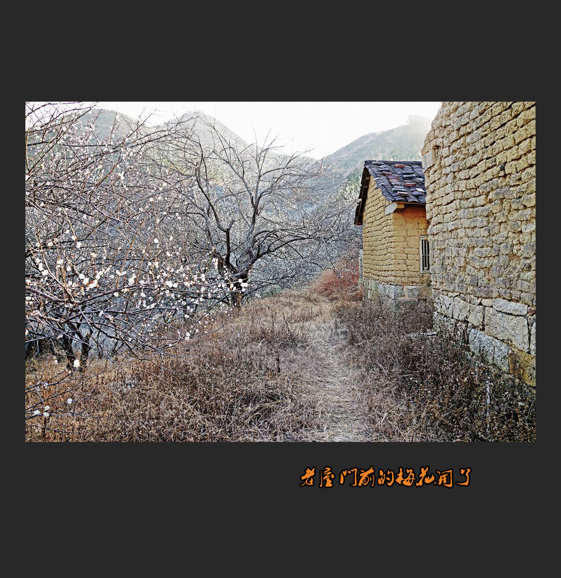 【老屋门前的梅花开了】