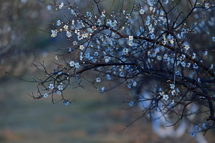 【梅花情愫-写意作品摄影图片】风光摄影_云端闲者_网