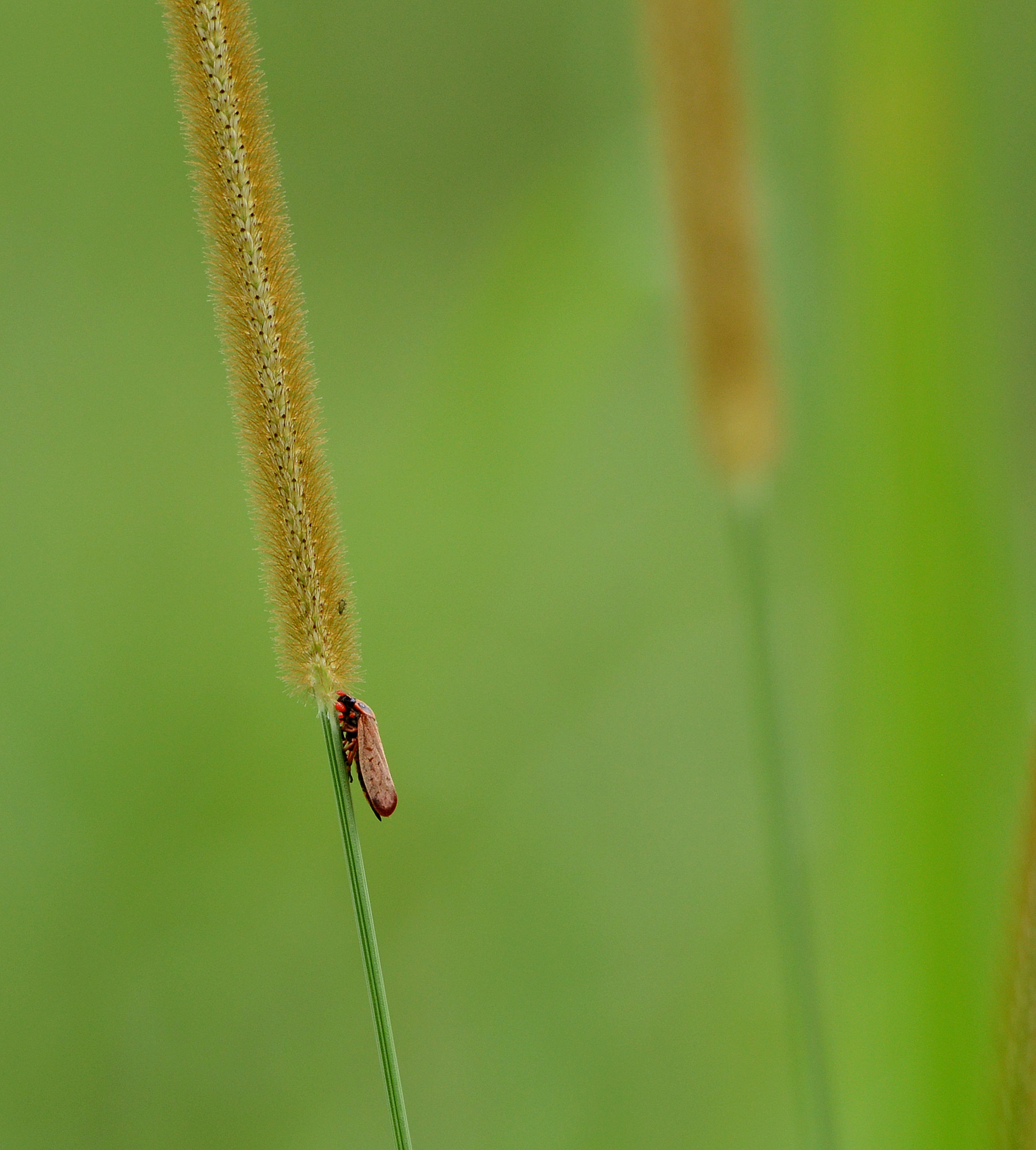 森林里昆虫