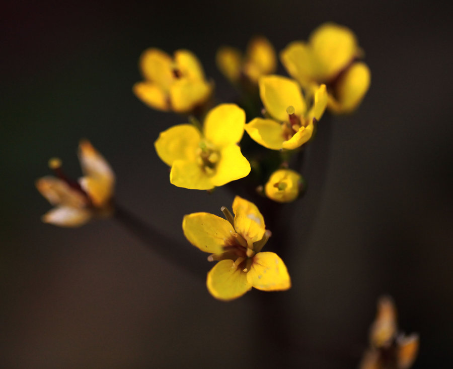 黄梅妙乐寺春节时的花 (共p)