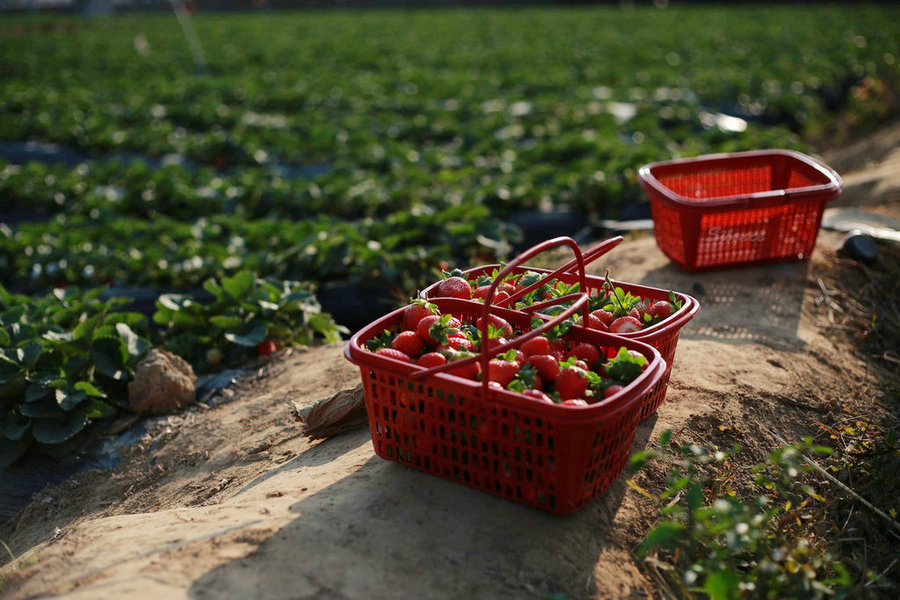 【摘草莓摄影图片】惠州水口纪实摄影