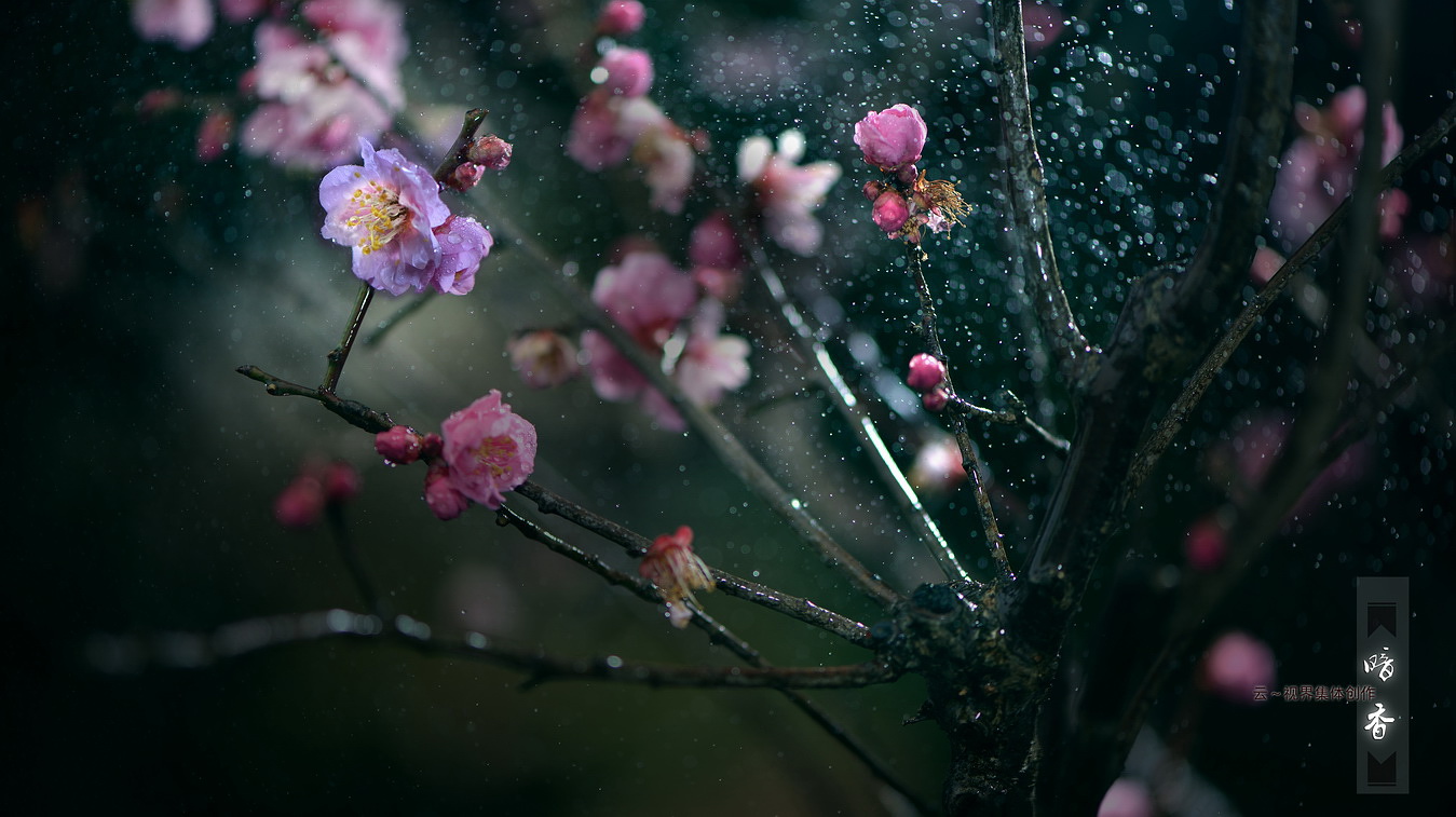 《润雨羞花待嫁时----暗香》