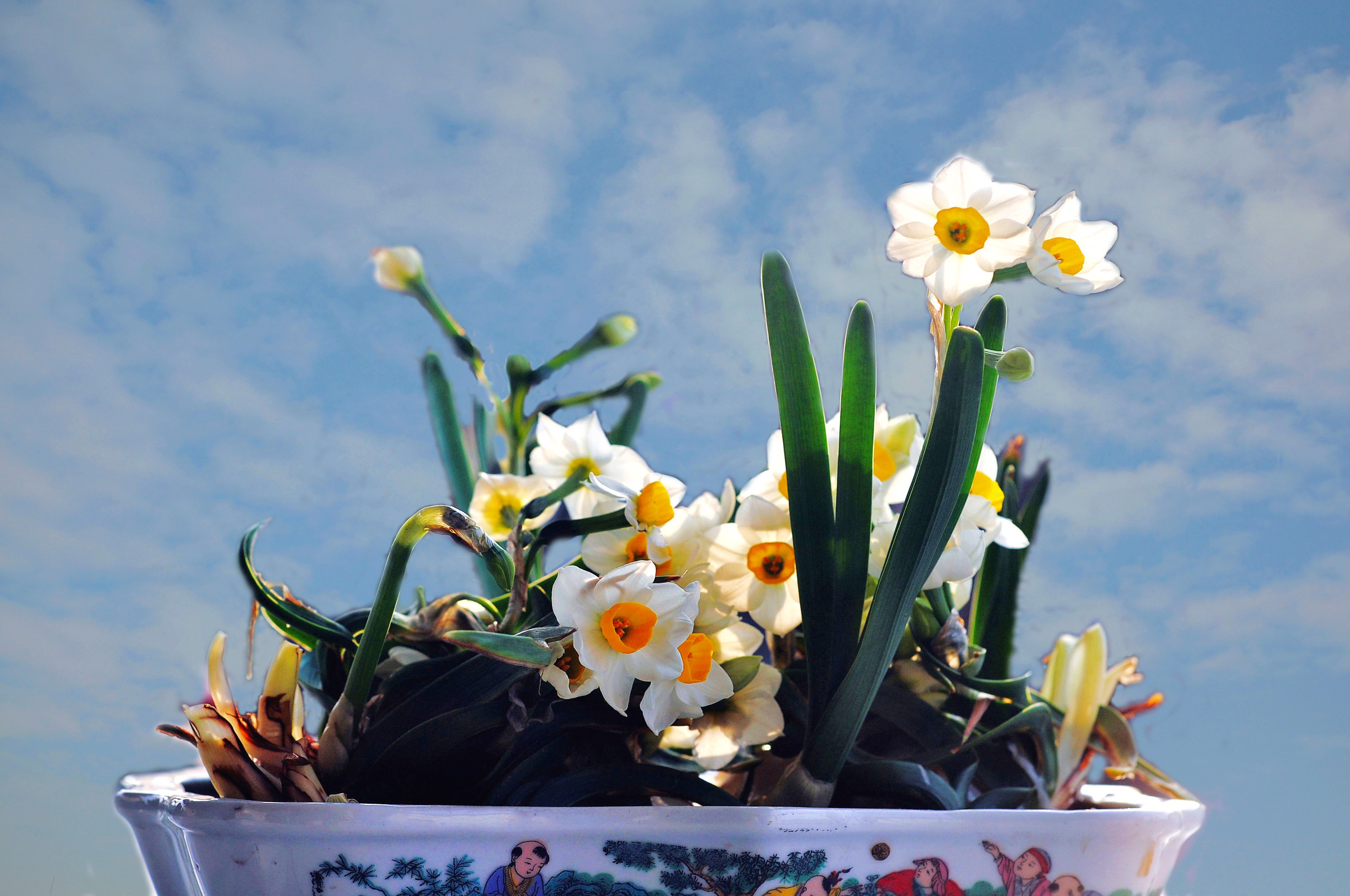 花朵 水仙花 植物 - Pixabay上的免费图片