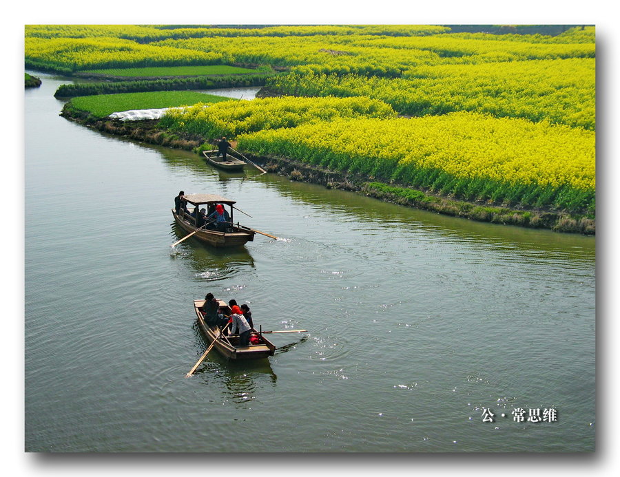 【家乡兴化 油菜美景摄影图片】风光旅游摄影