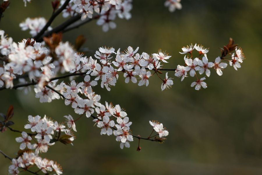 三月李花