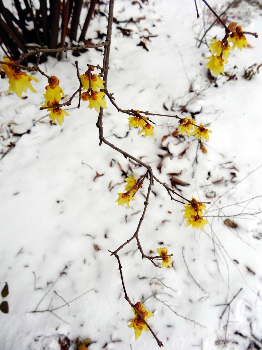 雪中梅 雪里花