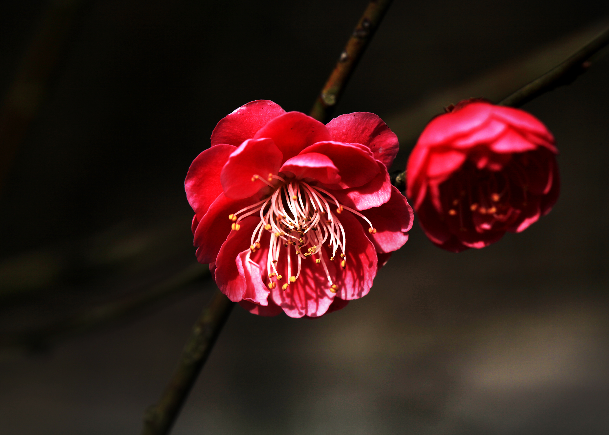 关于梅花的花语