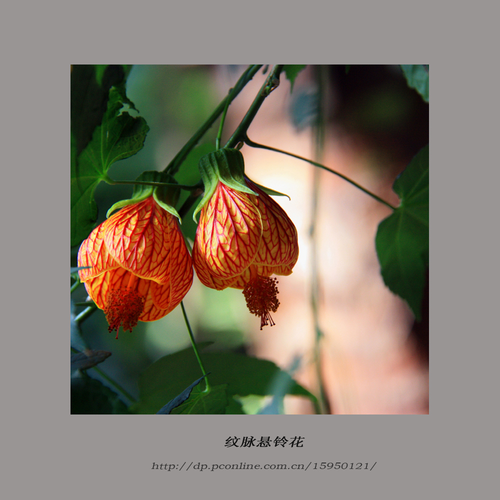 悬铃花【灯笼花】