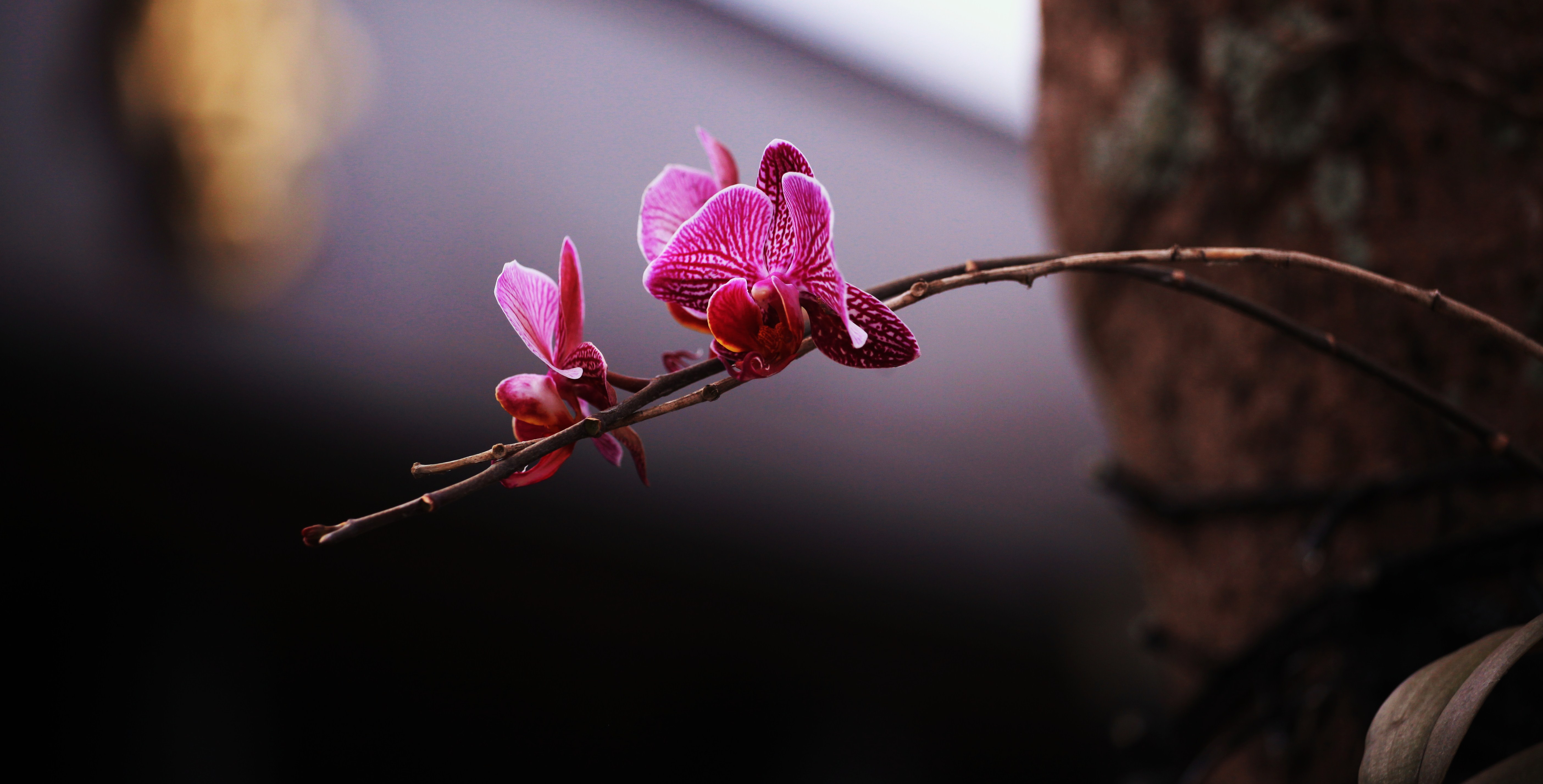 花花世界