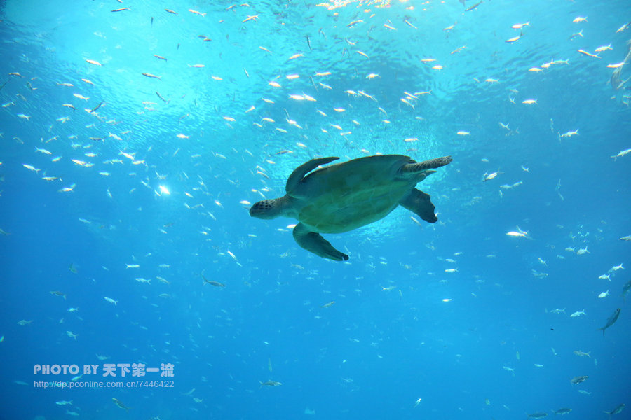 【海底世界-长隆海洋王国摄影图片】珠海长隆