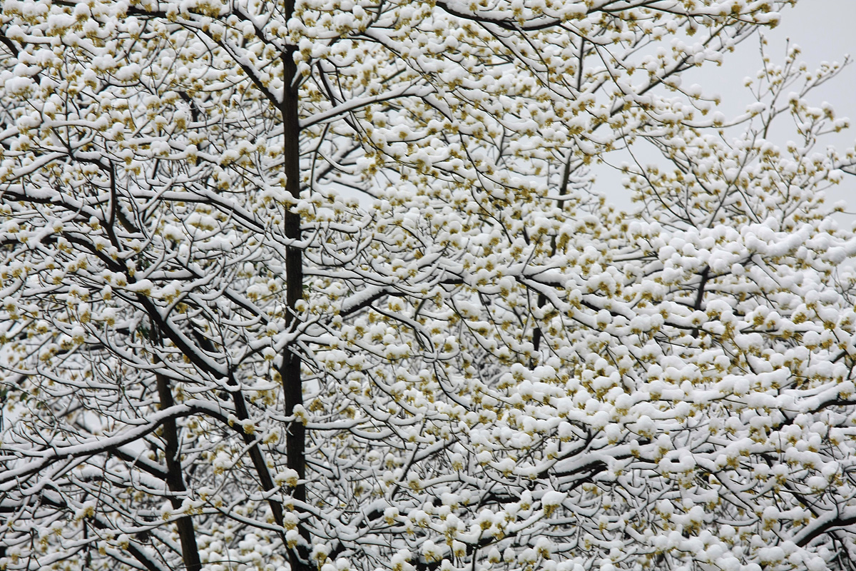雪天冬天矢量飞雪图片素材免费下载 - 觅知网