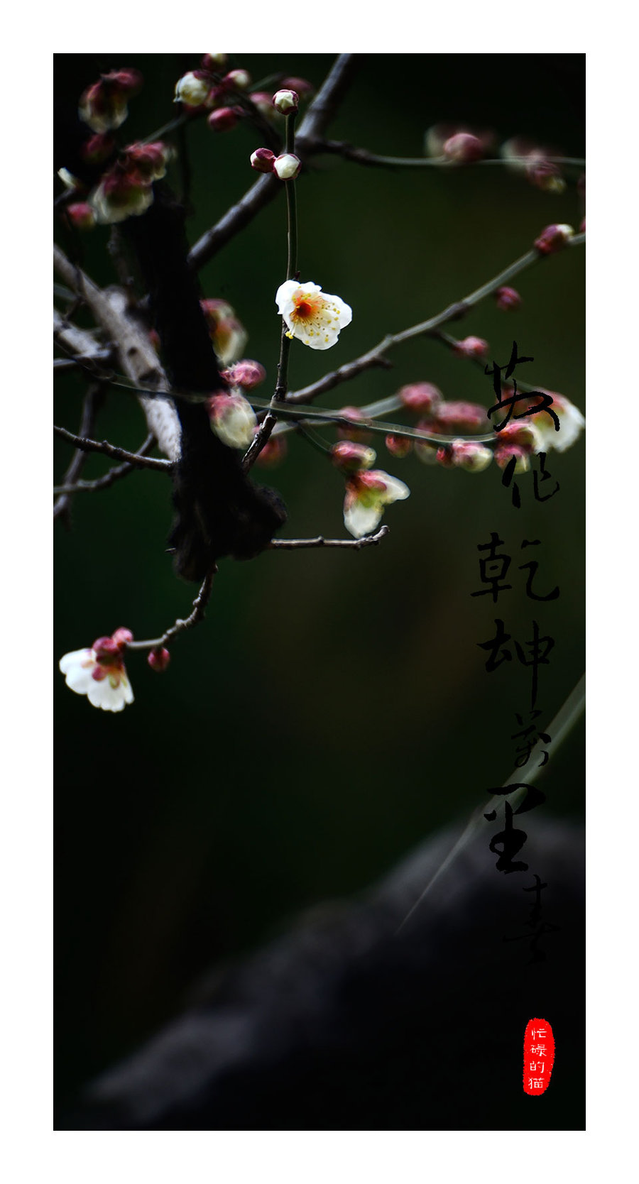 【画意梅花--2014立春摄影图片】江苏常州红梅