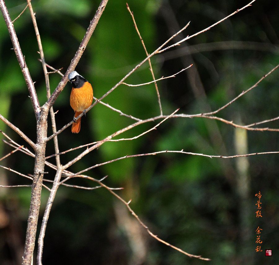 【啼莺散 余花乱摄影图片】福州森林公园生态