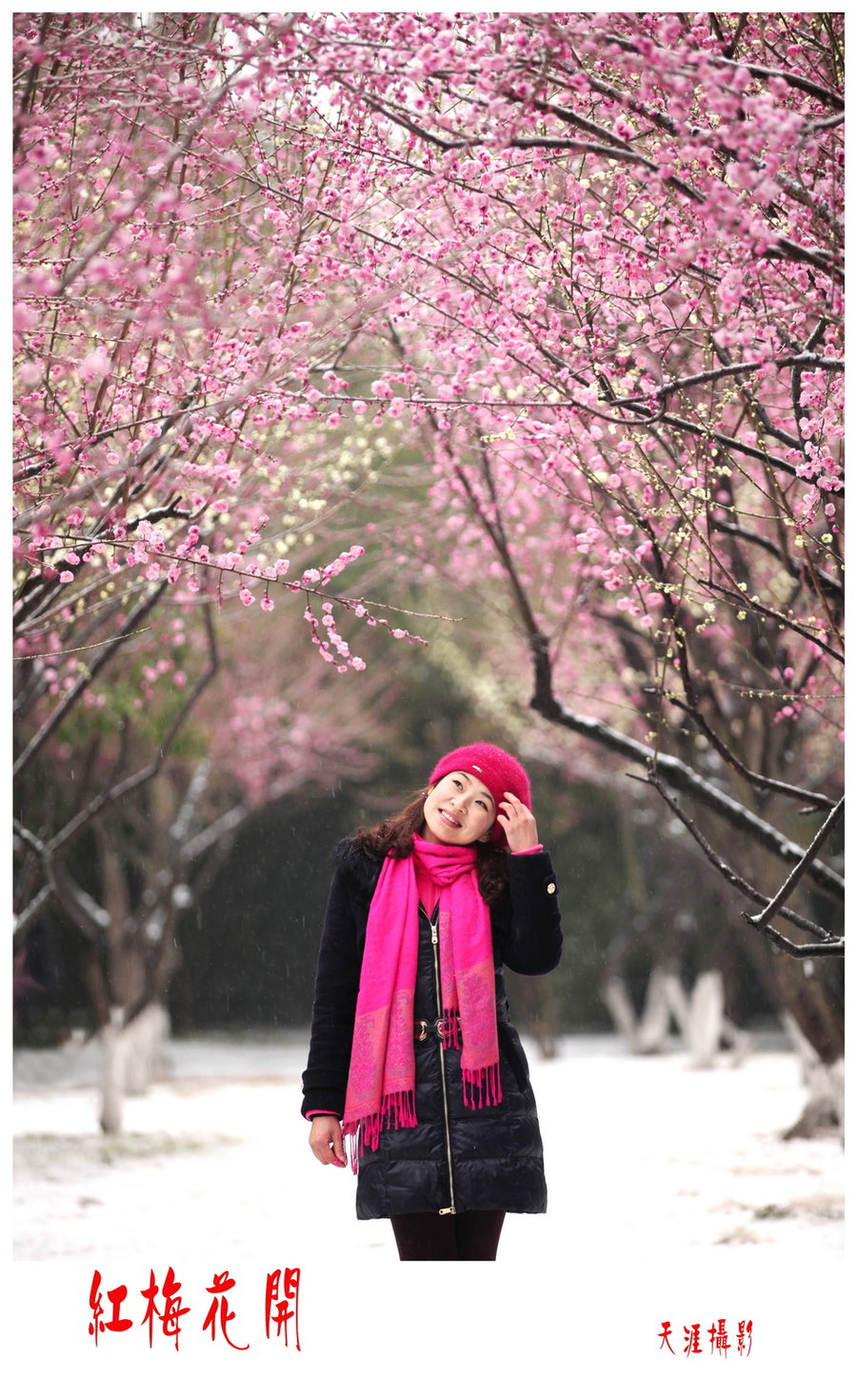 梅花开时雪
