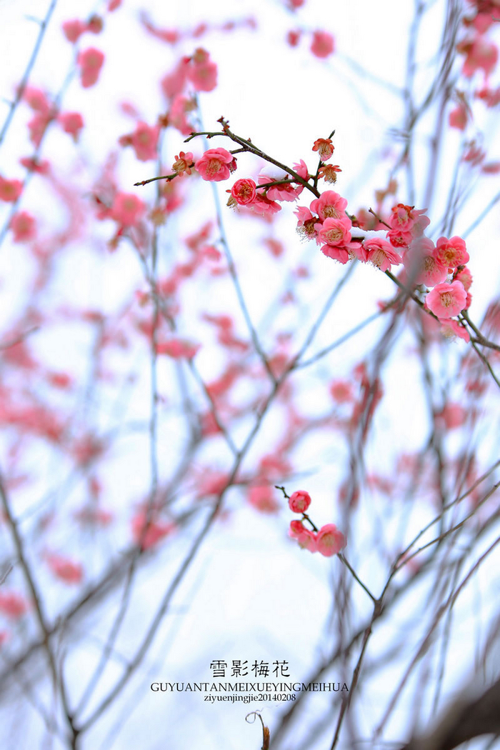 雪影梅花