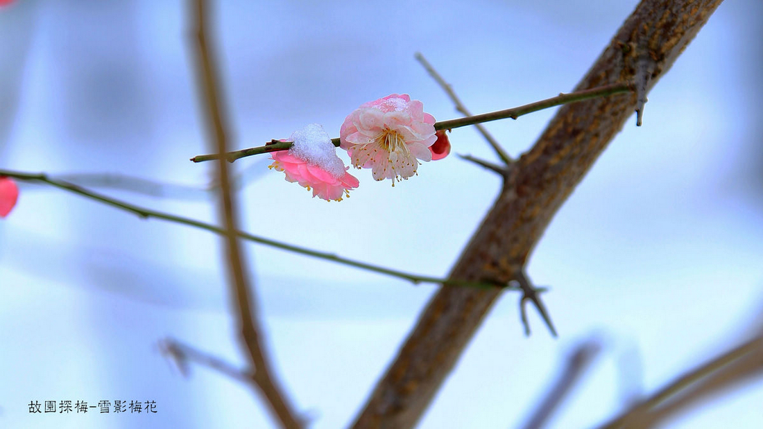 雪影梅花