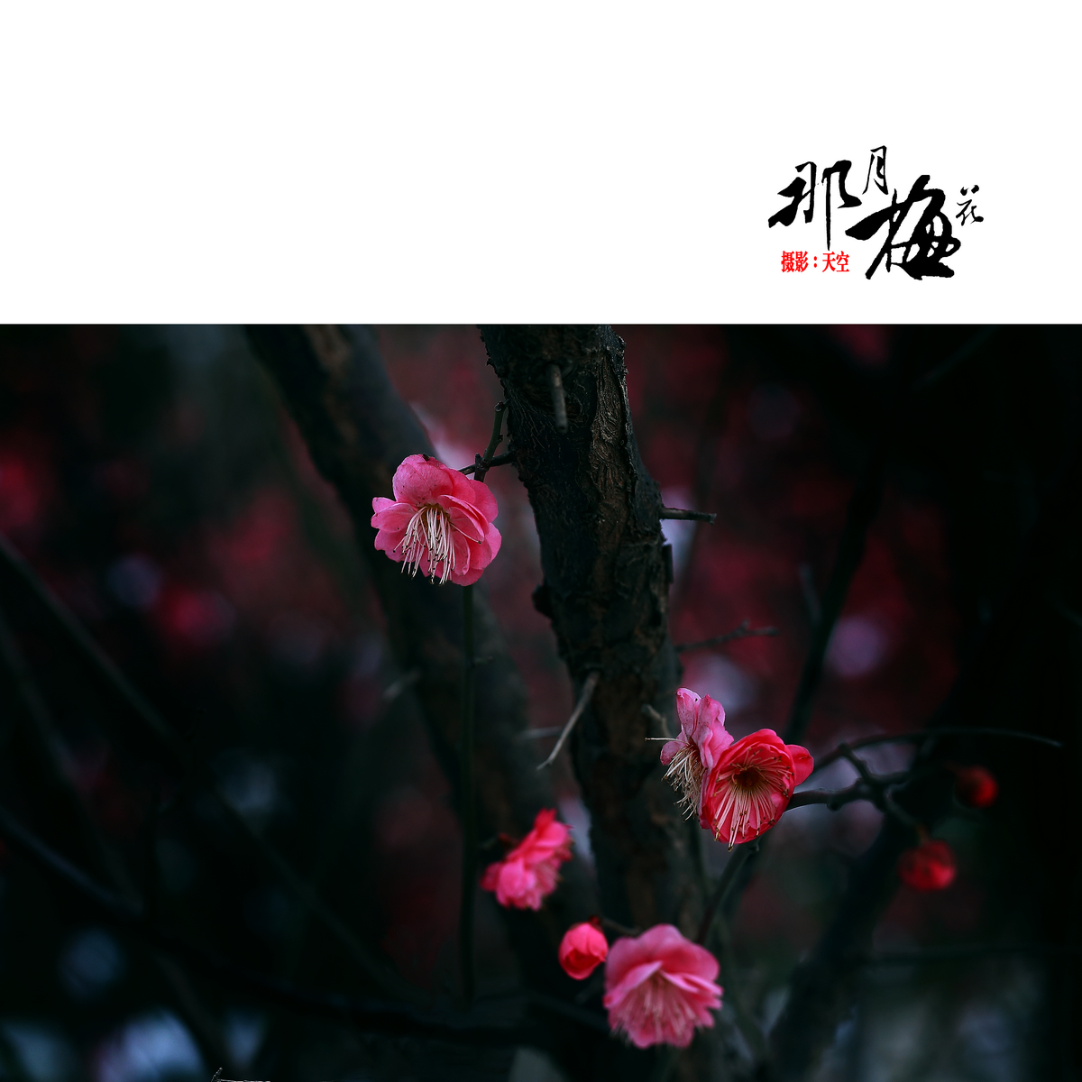 那月梅花