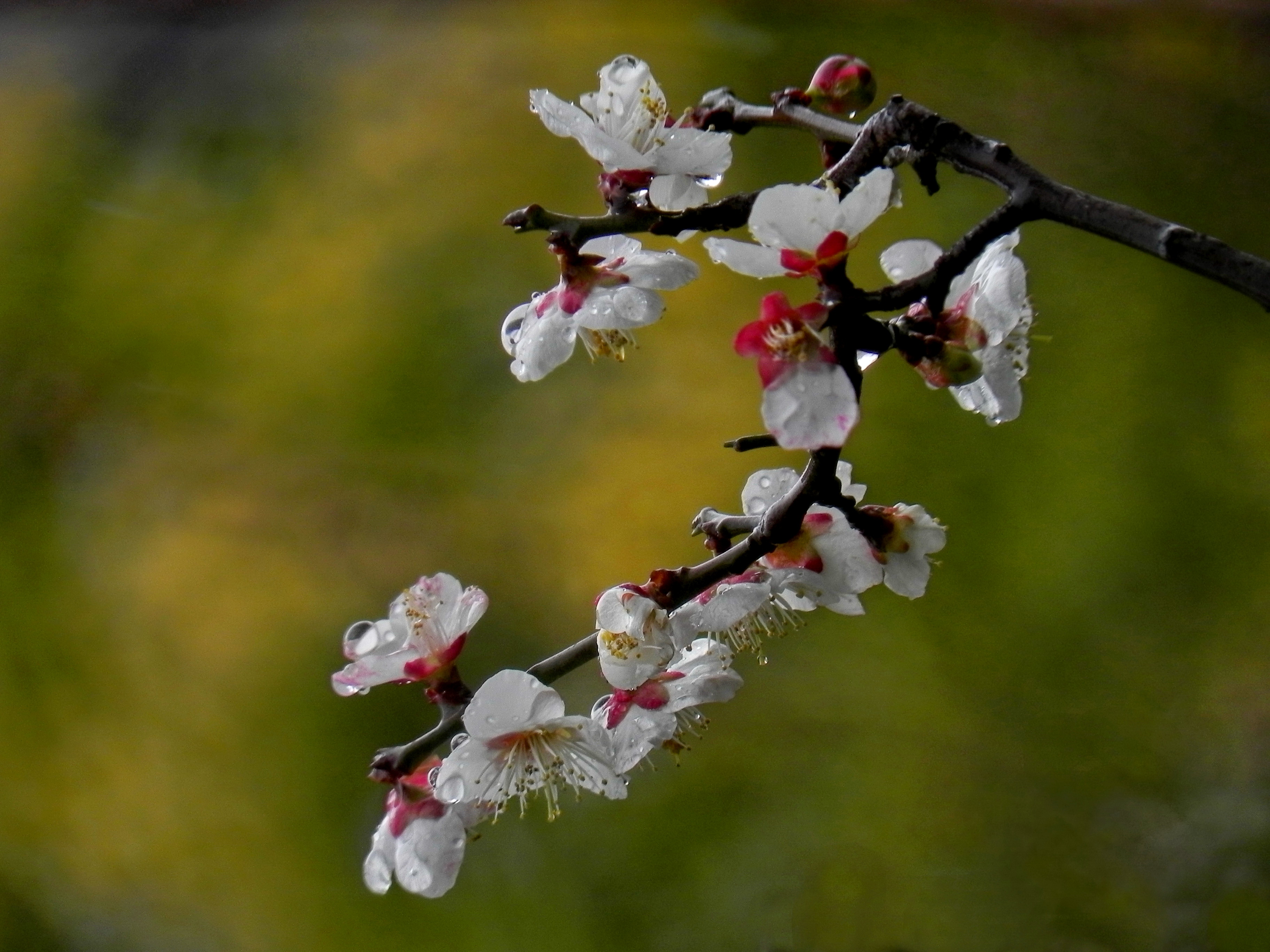 2014年初拍白梅花