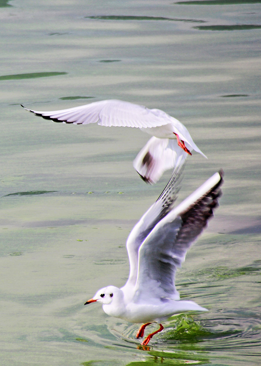 【2013年冬天昆明海埂大坝的红嘴鸥摄影图片