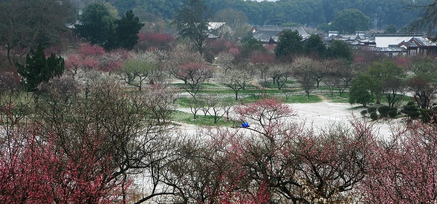 【姹紫嫣红春满园摄影图片】武汉东湖梅园生态