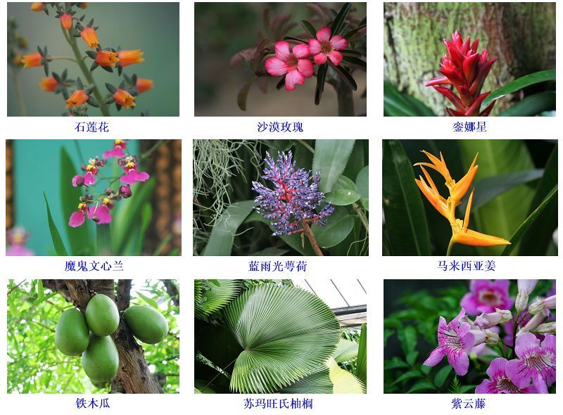 【花卉知识】花形与花名对照表16-19集