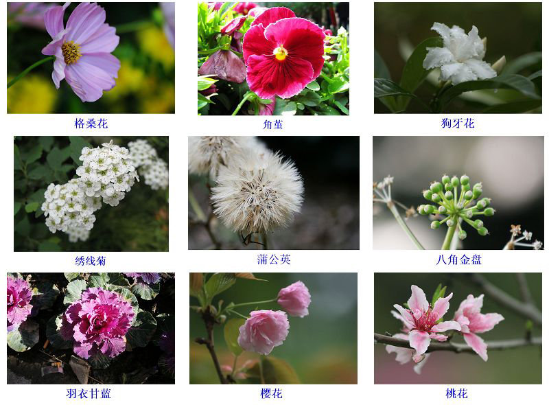 花卉知识花形与花名对照表1619集