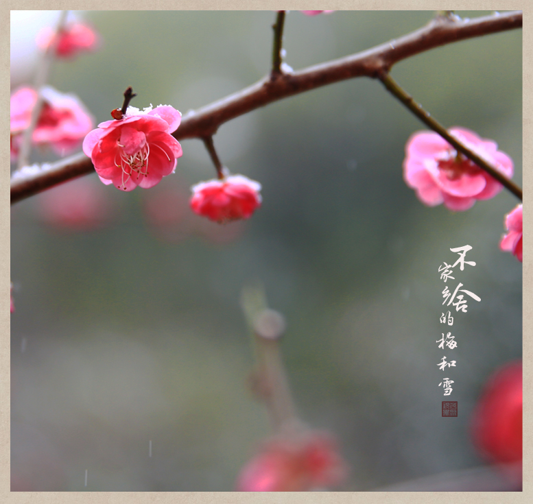 【不舍一家乡的雪和梅】