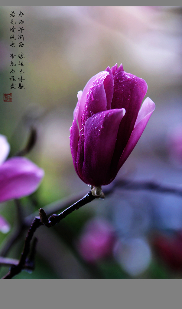 迎春花---玉堂春_动植物与微距论坛_太平洋电脑论坛