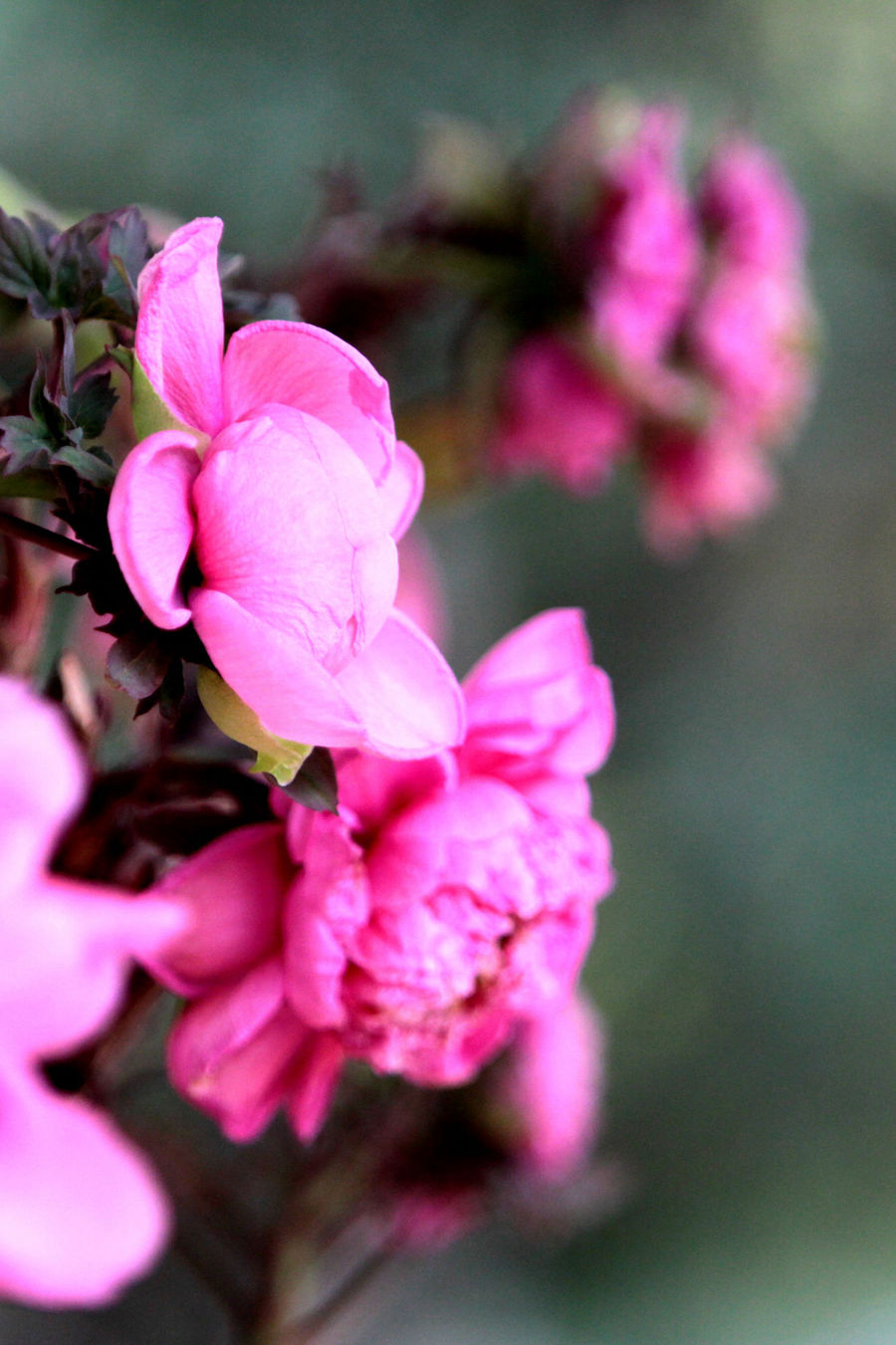 【百般红紫斗芳菲摄影图片】自家花园生态摄影