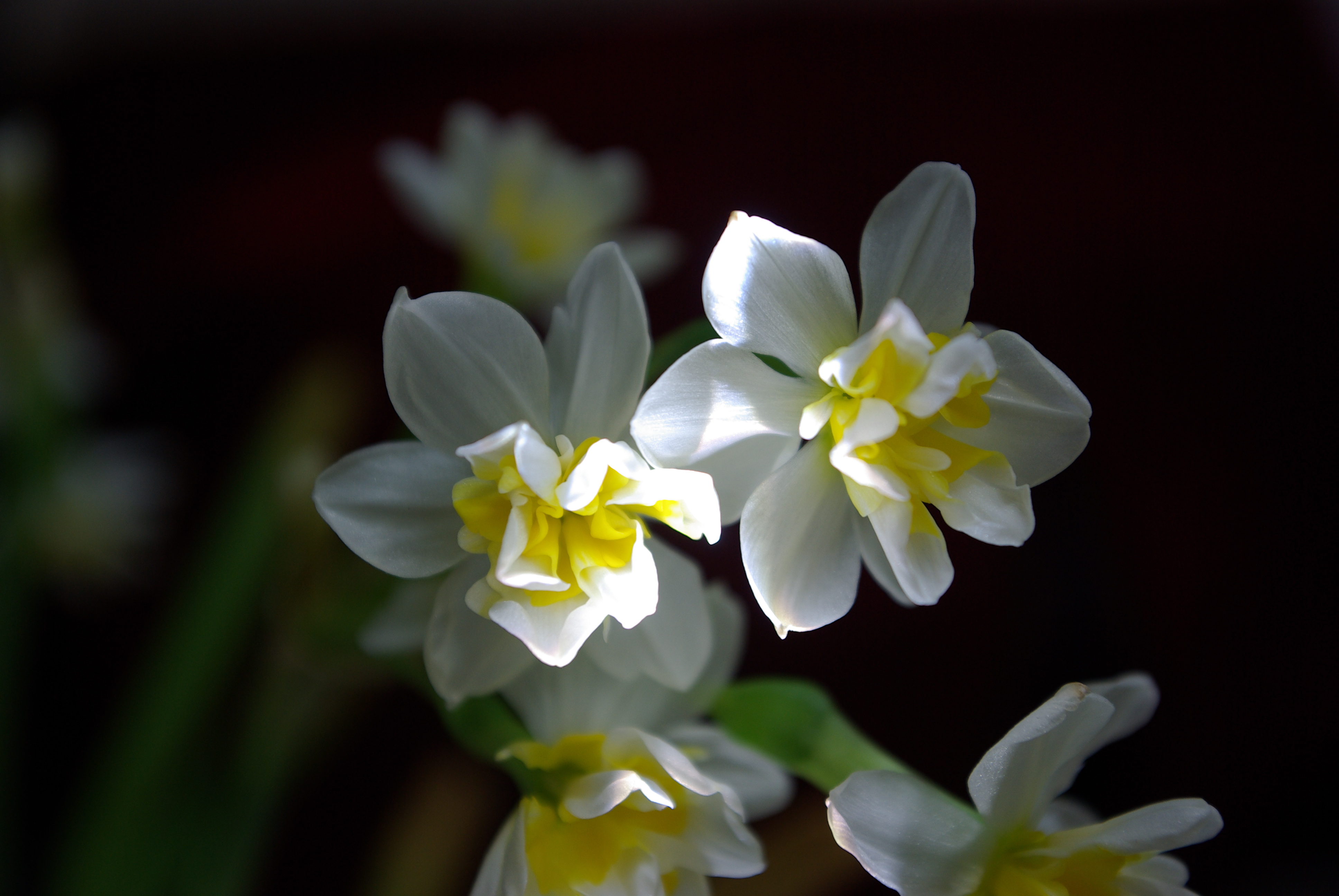 水仙花