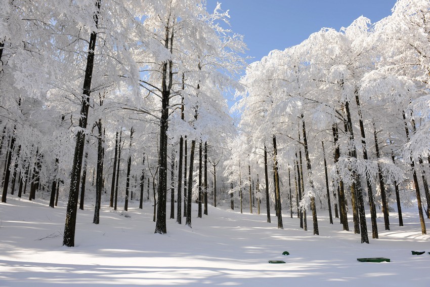 四明山雾松