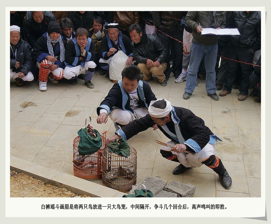 打斗画眉大方头图片_最能打斗画眉图片_打斗画眉眼 ...