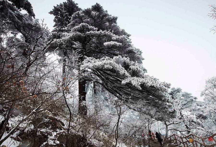 傲雪苍松