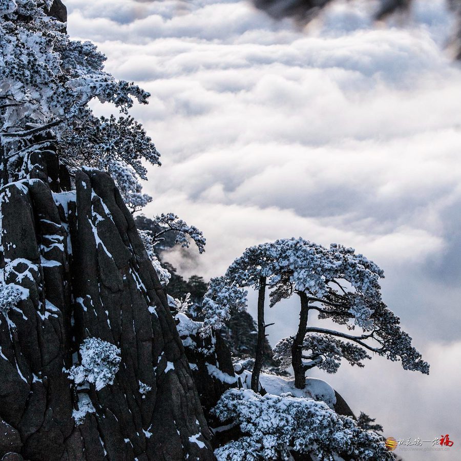 傲雪苍松