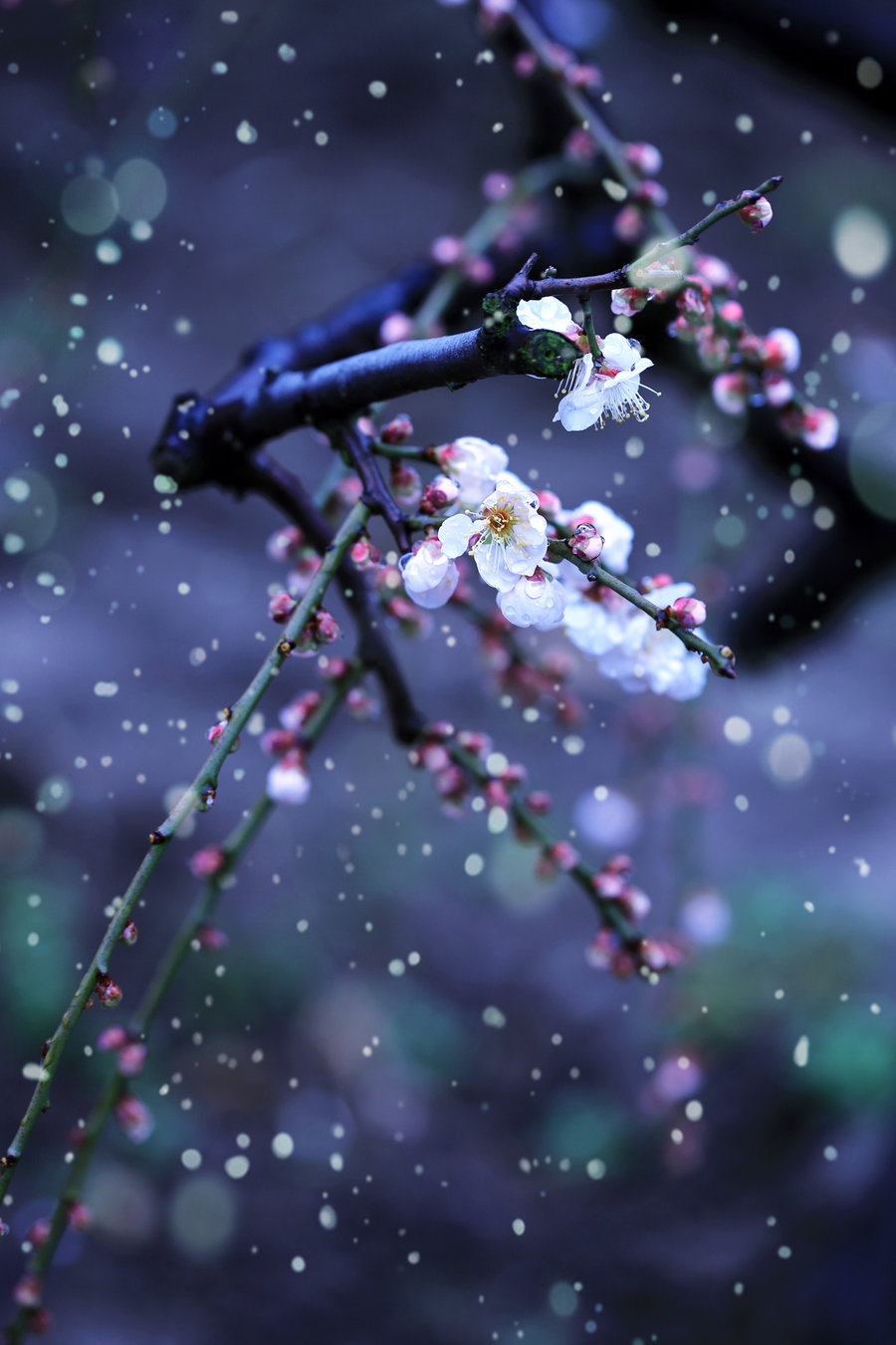 大图 手机看图 作品简介 前几天,上海飘起了短暂的雪花,雪中的梅花