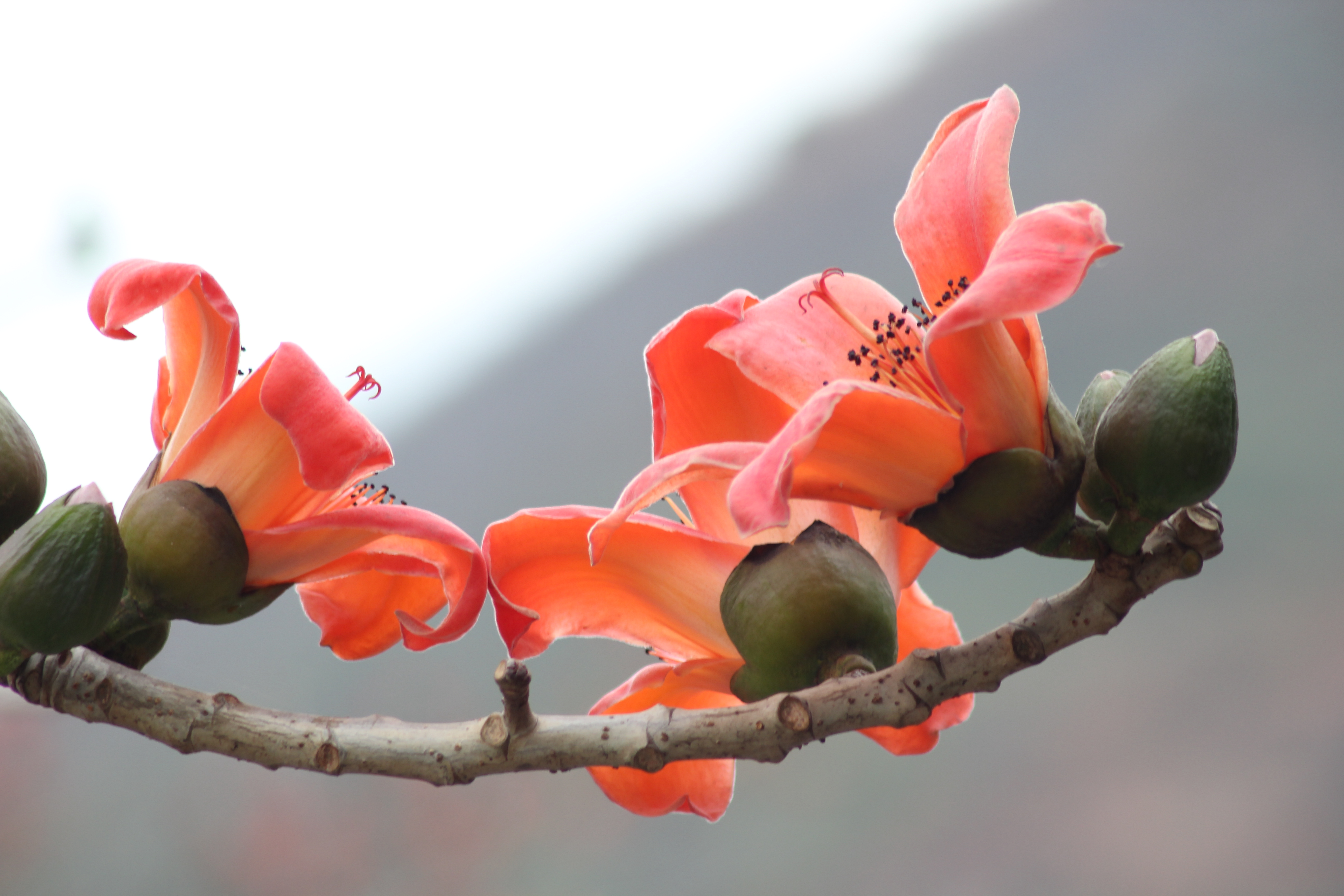开屏新闻-云南这里的春天红艳艳，一树攀枝花撑起一片春