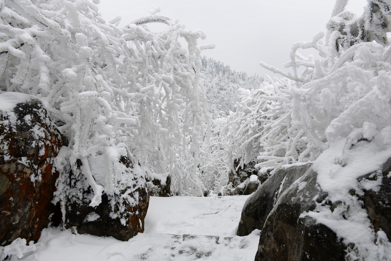 【林海雪原摄影图片】重庆彭水摩围山风光旅游